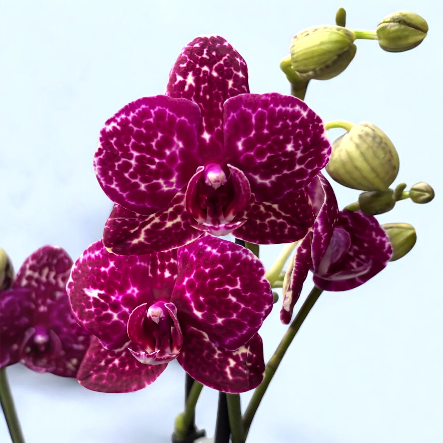 Phalaenopsis Lioulin Wild Cat 'Black' D12