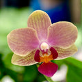Phalaenopsis Chang Chih Gold × Lioulin Little Berry (variation 02)