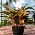 Aglaonema 'Jungle Red' - exemplare XXL