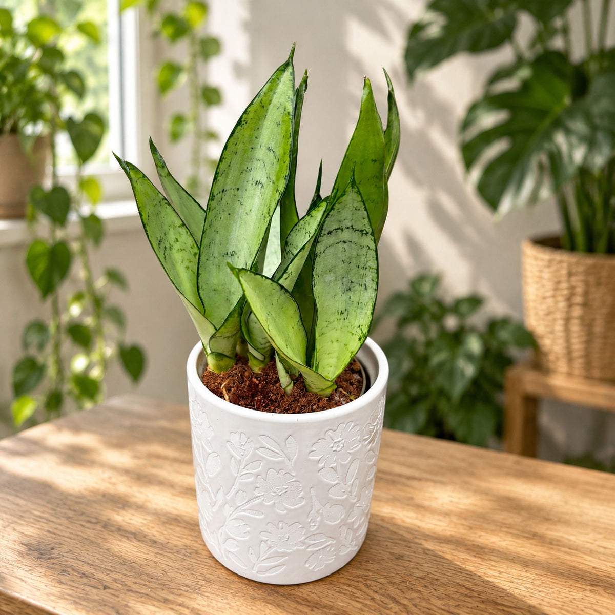 Sansevieria trifasciata 'Moonshine'
