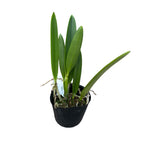 Bc. Tsiku Archangel 'Yuan Dung' *illatos