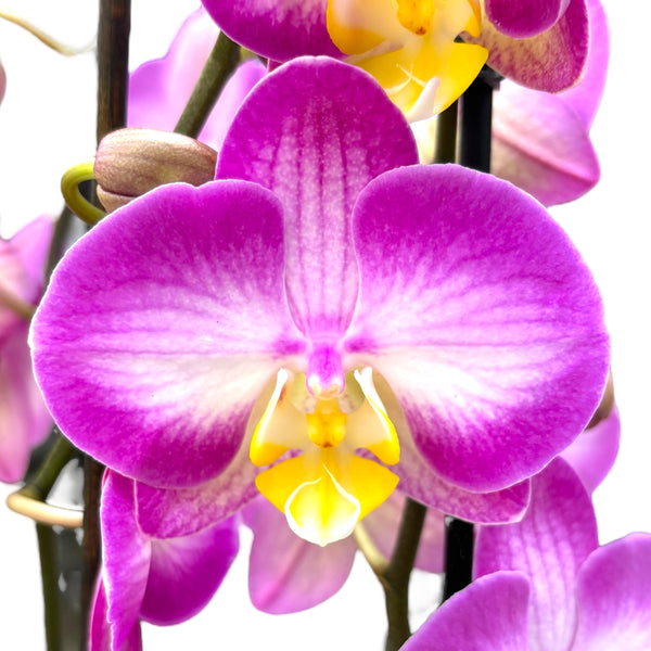 Phalaenopsis Split