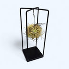 Aranjament cu Tillandsia Magic Ball Yellow – eleganta aeriana intr-un design modern