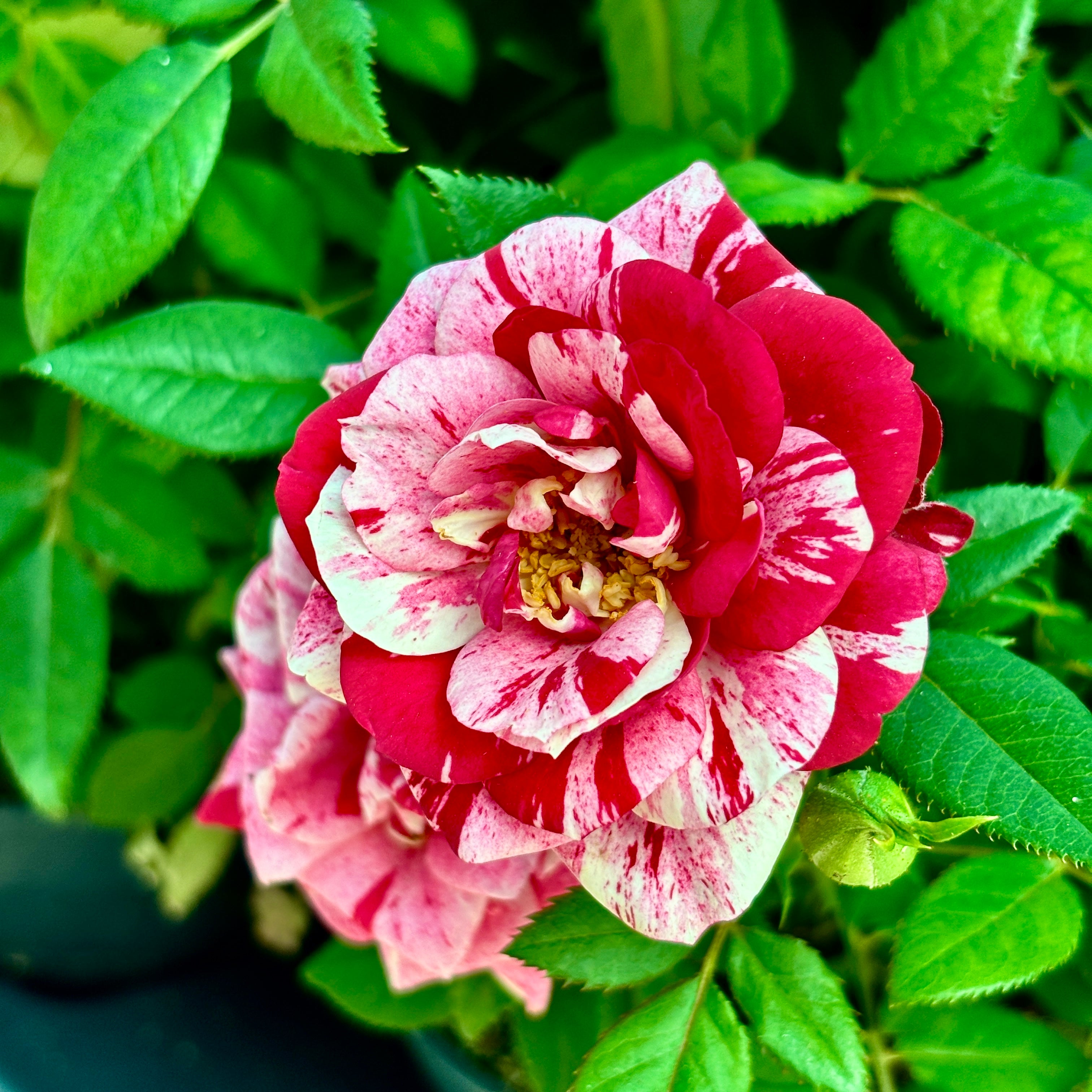 Trandafiri pitici bicolori Rosa ‘Ganna’ - parfumati (3-4 plante/ghiveci)