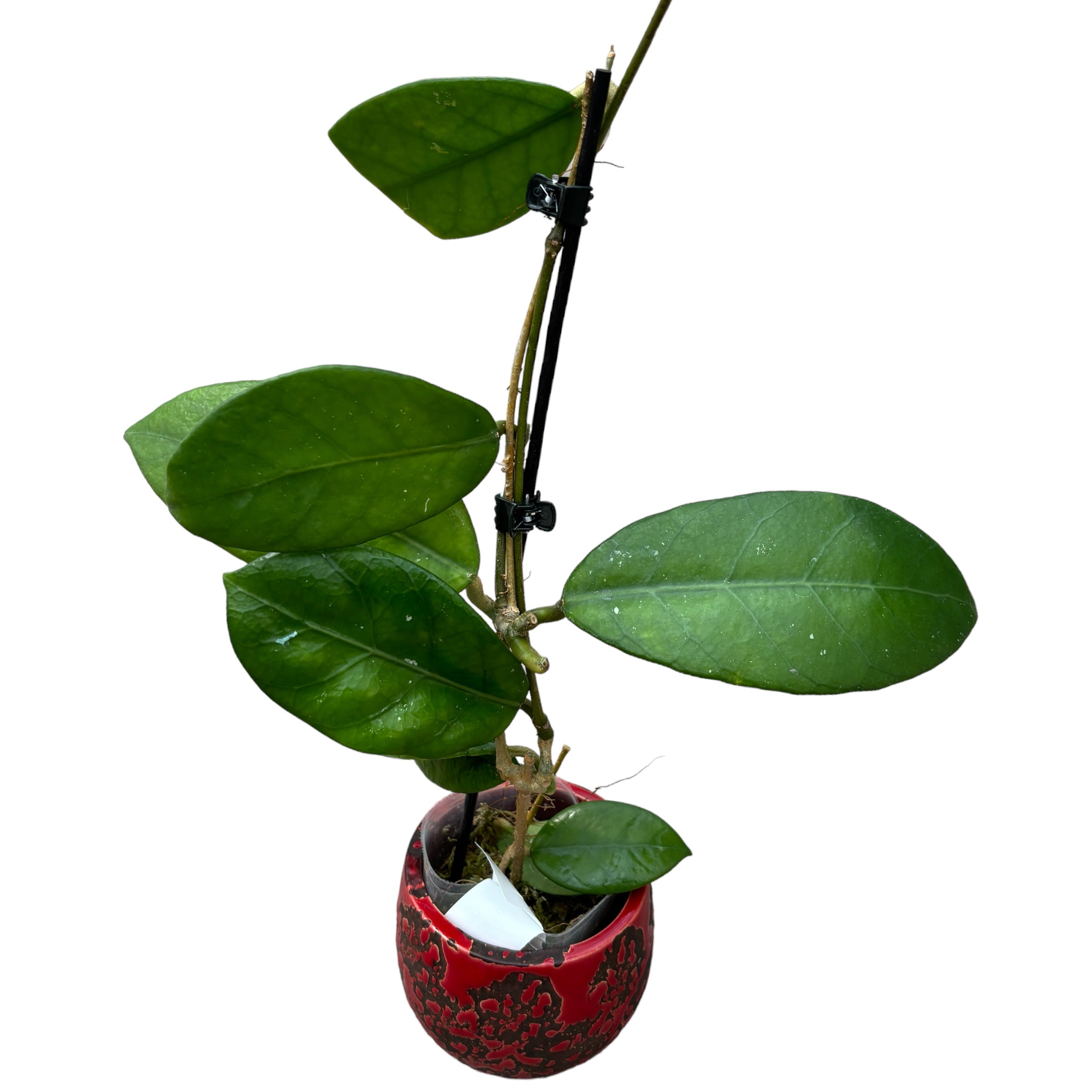 Hoya sp. Doi Tung (Hoya sp. 14)