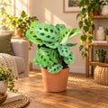 Maranta leuconeura var. kerchoveana (Imanövény) - trópusi növény látványos zöld mintával