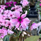 Cyclamen 'Illusia Light with Eye' – elegáns virágok finom rózsaszín árnyalatokban