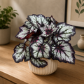 Begonia Betoverde Nachtuil