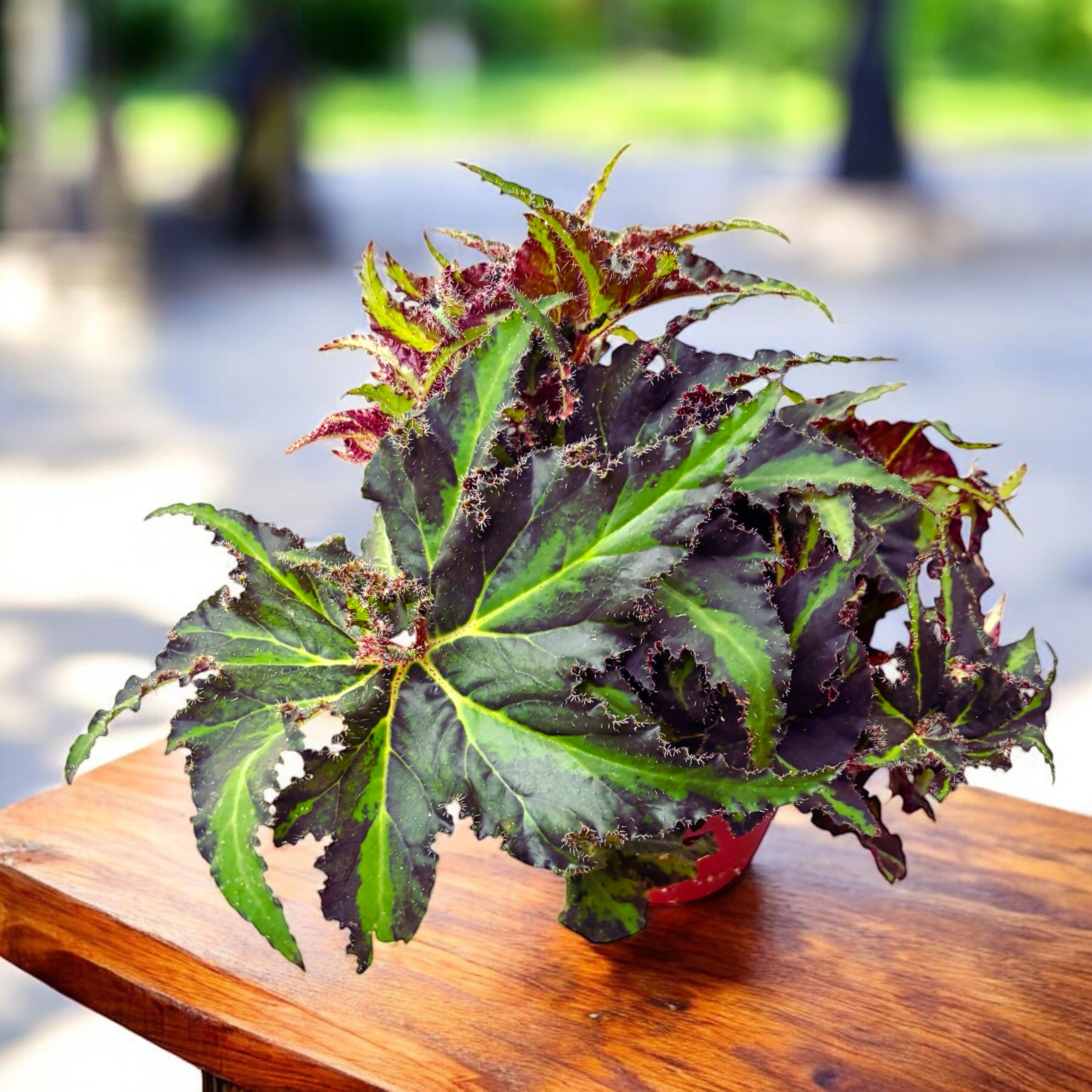 Begonia 'Lion Dance' - varietate spectaculoasa cu frunzis pestrit si reflexe metalice