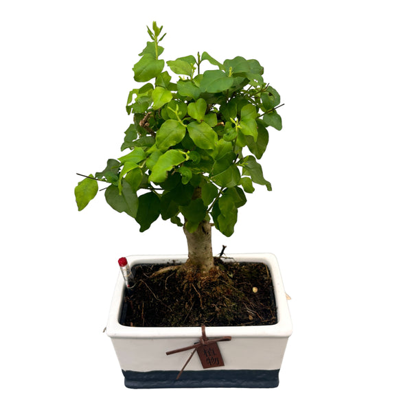 Bonsai Ligustrum (water system)