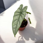 Alocasia heterophylla 'Corazon'