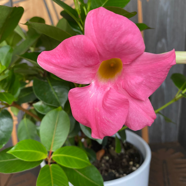 Rosa Mandevilla - Sundaville Pink H40 cm (duftende rosa Blüten)
