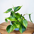 Philodendron scandens ‘Brasil’ (3-4 növény/cserép)