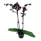 Phalaenopsis 'Limited #08'