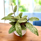 Hoya rangsan (Splash) - full pots!