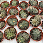 Astrophytum asterias mix (Kaktus Srebrny Dolar)