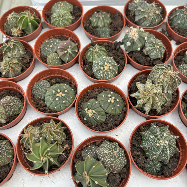 Astrophytum asterias mix (Silver Dollar Cactus)