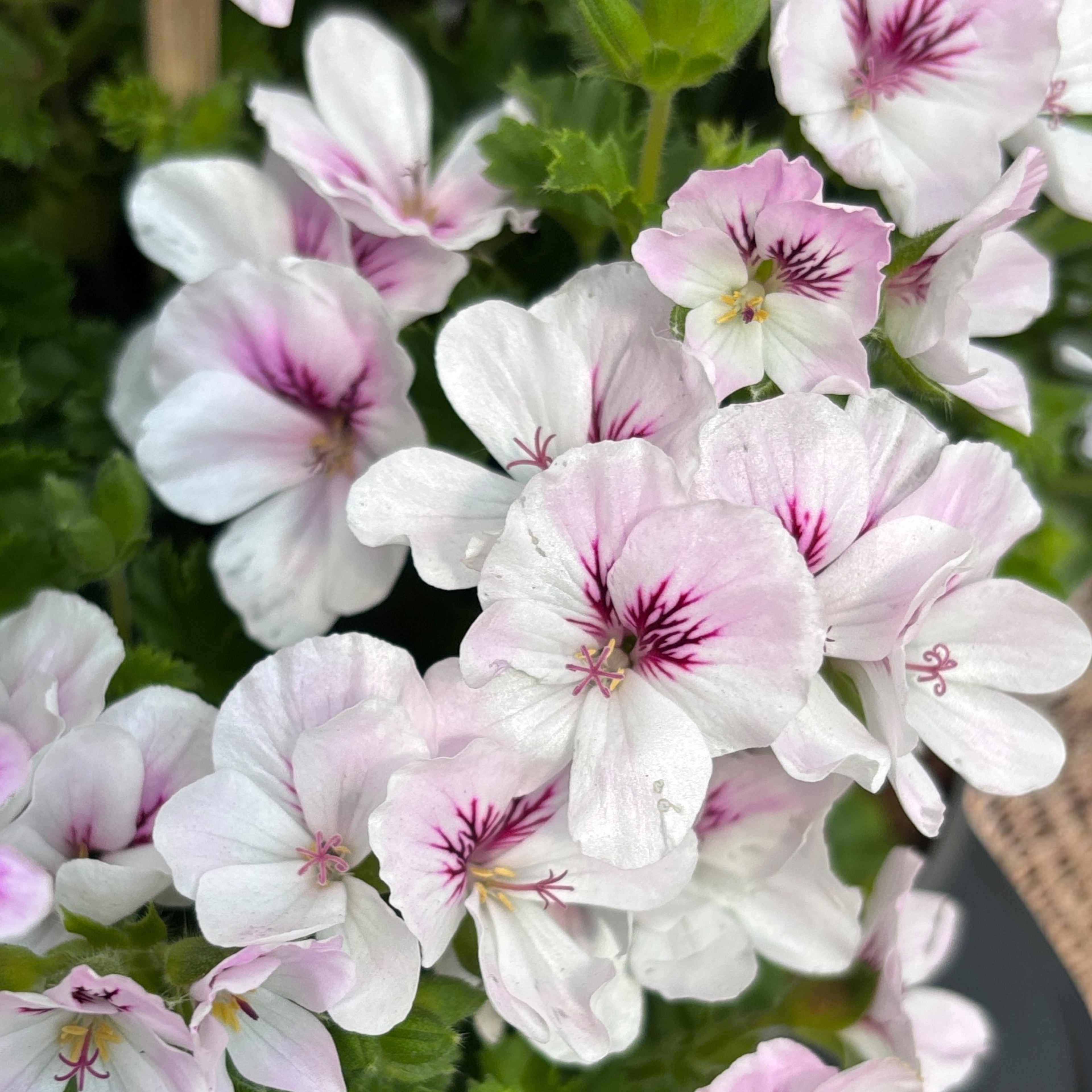 Muscate antitantari parfumate - Pelargonium ‘Angel Parfum Fenna’