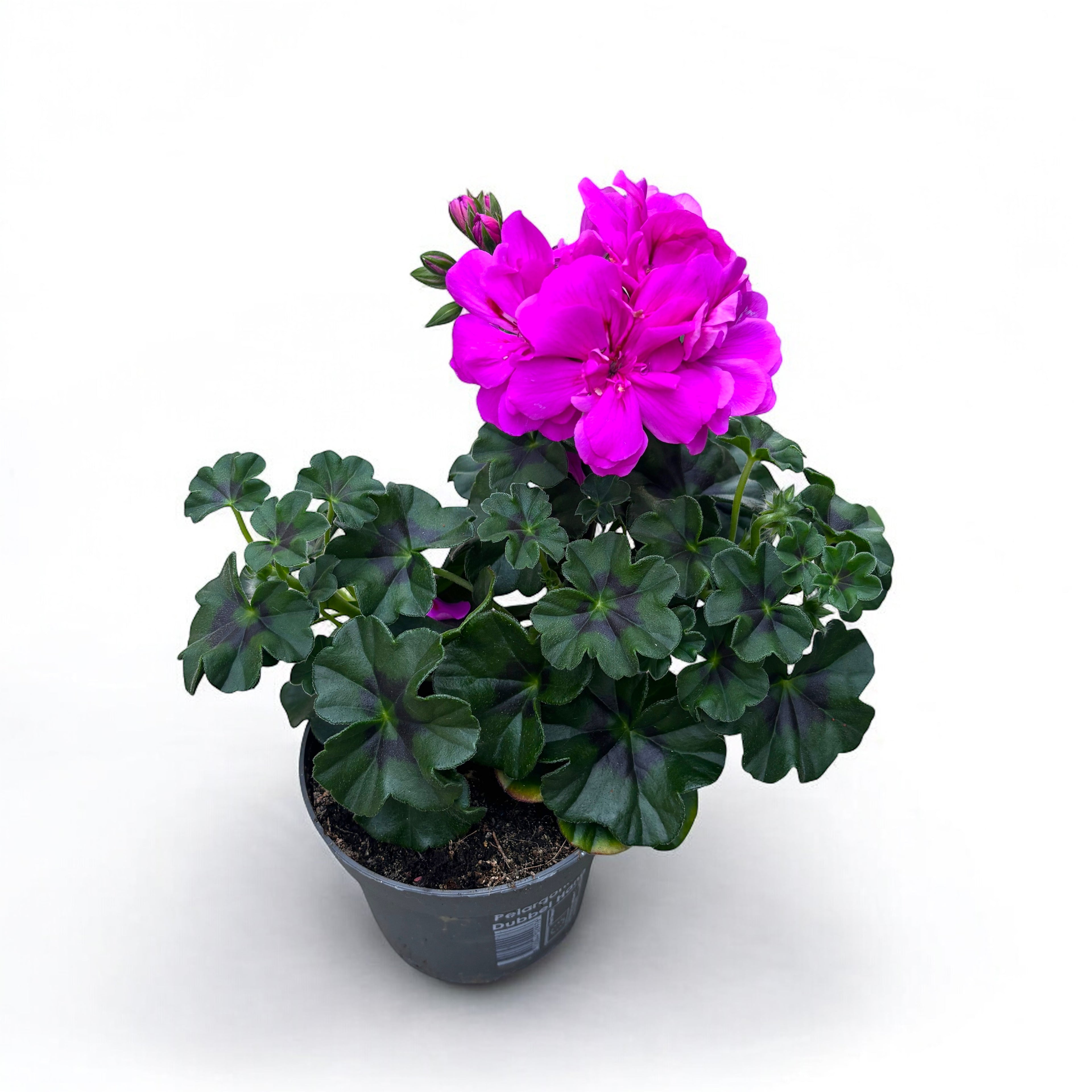Pelargonium (Peltatum Grp) 'Double Purple' - muscate cu flori duble