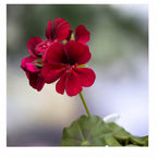 Pelargonium peltatum ‘Royal Night’ - muscate curgatoare cu flori duble