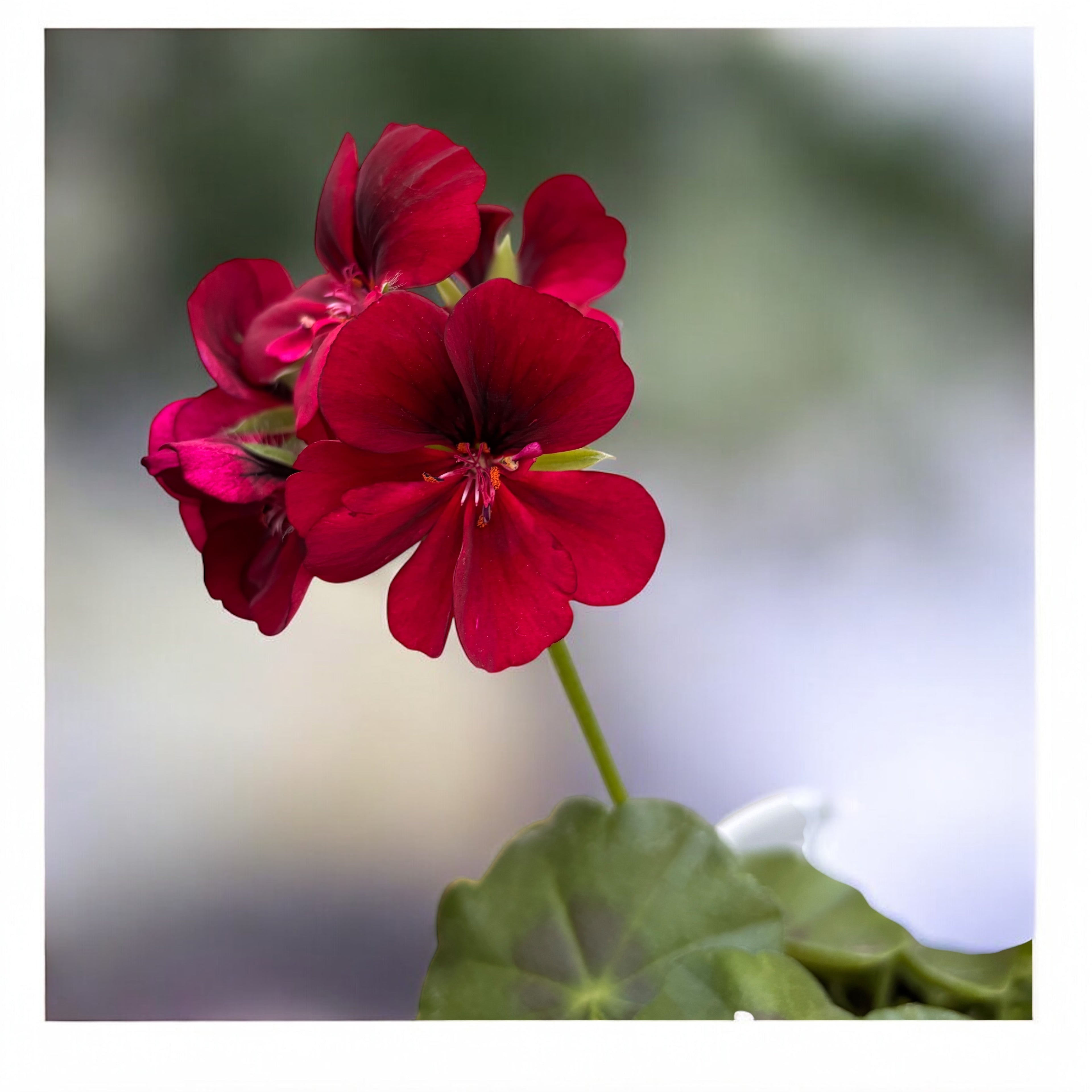 Pelargonium peltatum ‘Royal Night’ - muscate curgatoare cu flori duble