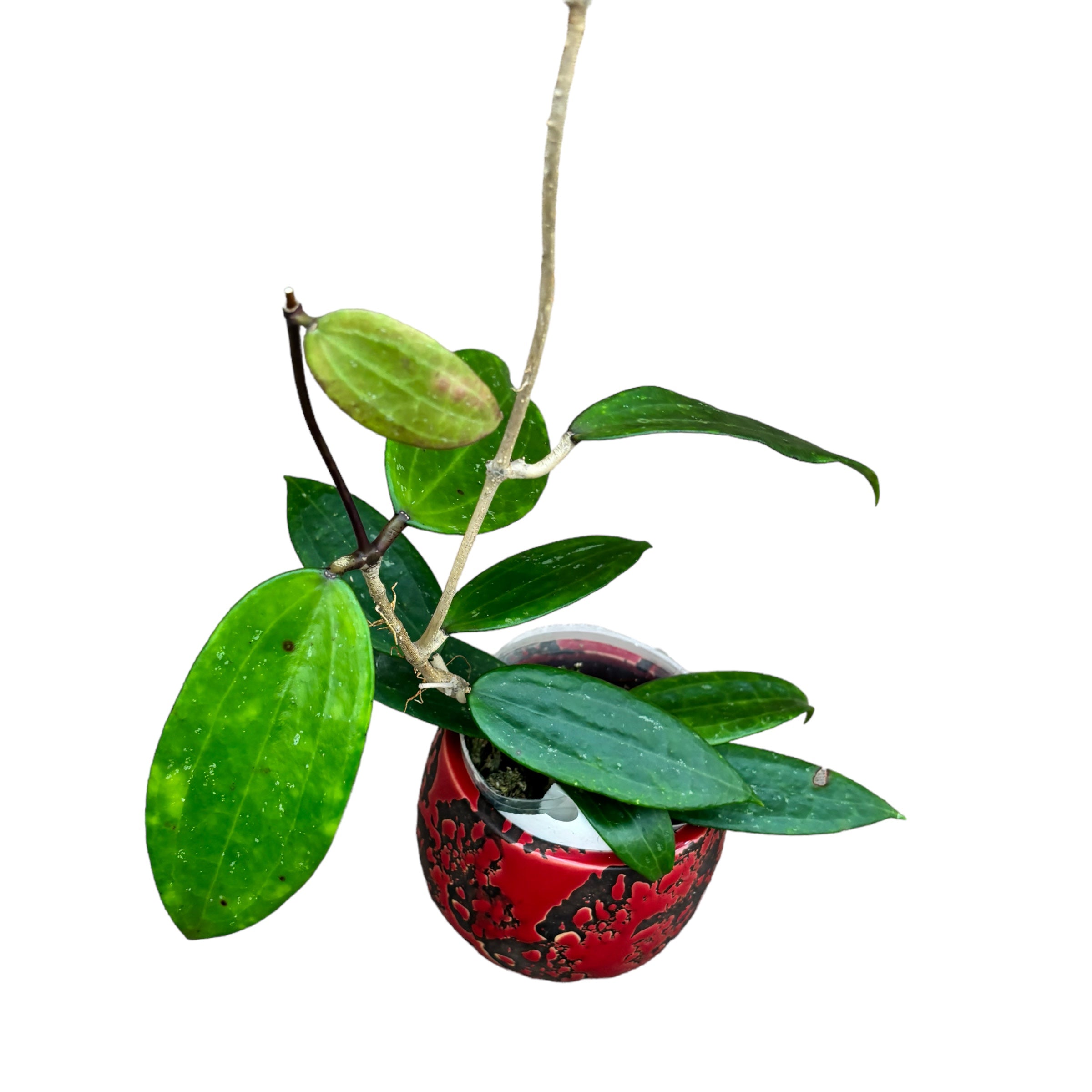 Hoya hanhiae 'Deep Violet'