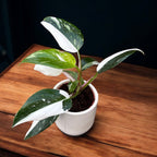 Philodendron erubescens 'White Princess' *vauvakasvi