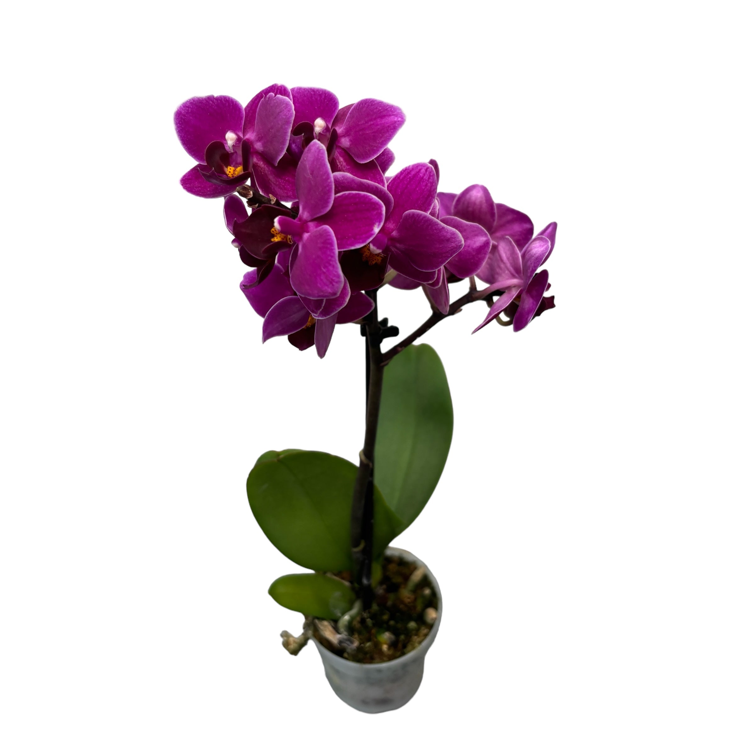 Phalaenopsis Purple Princess (Mini)