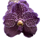 Vanda Midnight Black (Ansu)