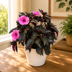 Achimenes ‘Summer Festival’ - flori mari roz-magenta, inflorire abundenta