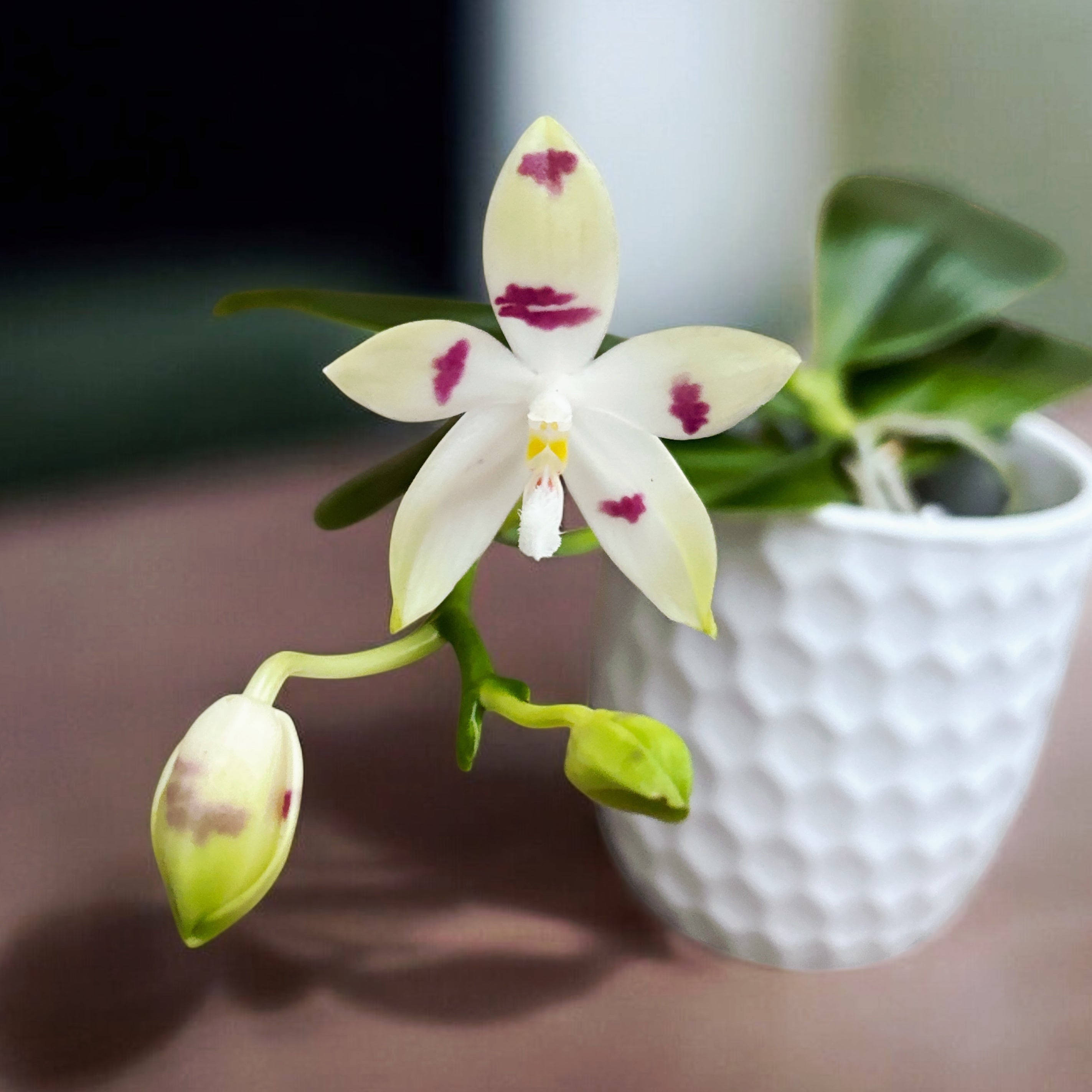 Phalaenopsis tetraspis 'Doodle'