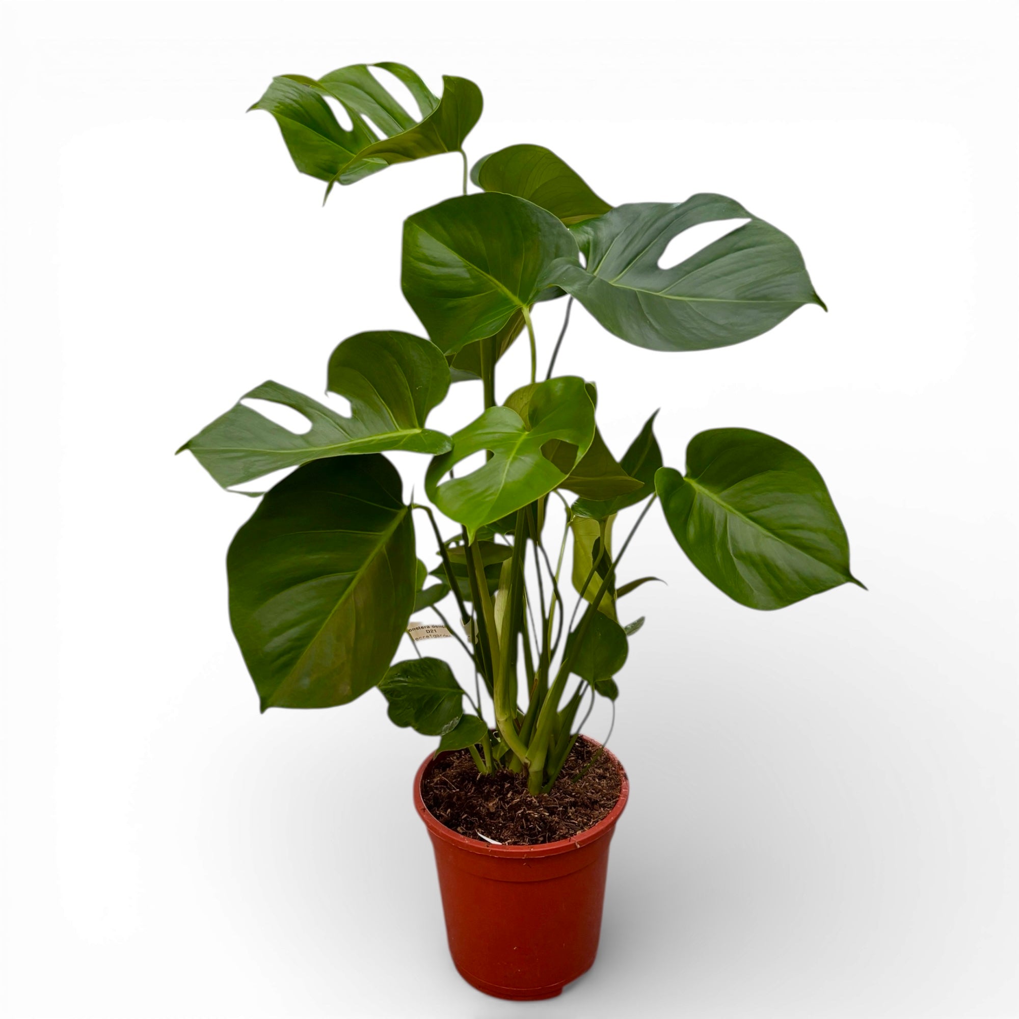 Monstera deliciosa XL (Sveitsin juustokasvi) D19 - 2 kasvia/ruukku