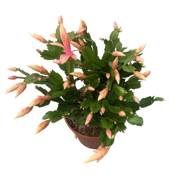 Schlumbergera (Christmas) - XXL copies 4pp