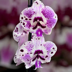 Phalaenopsis Lioulin Pretty Lip (Big Lip)