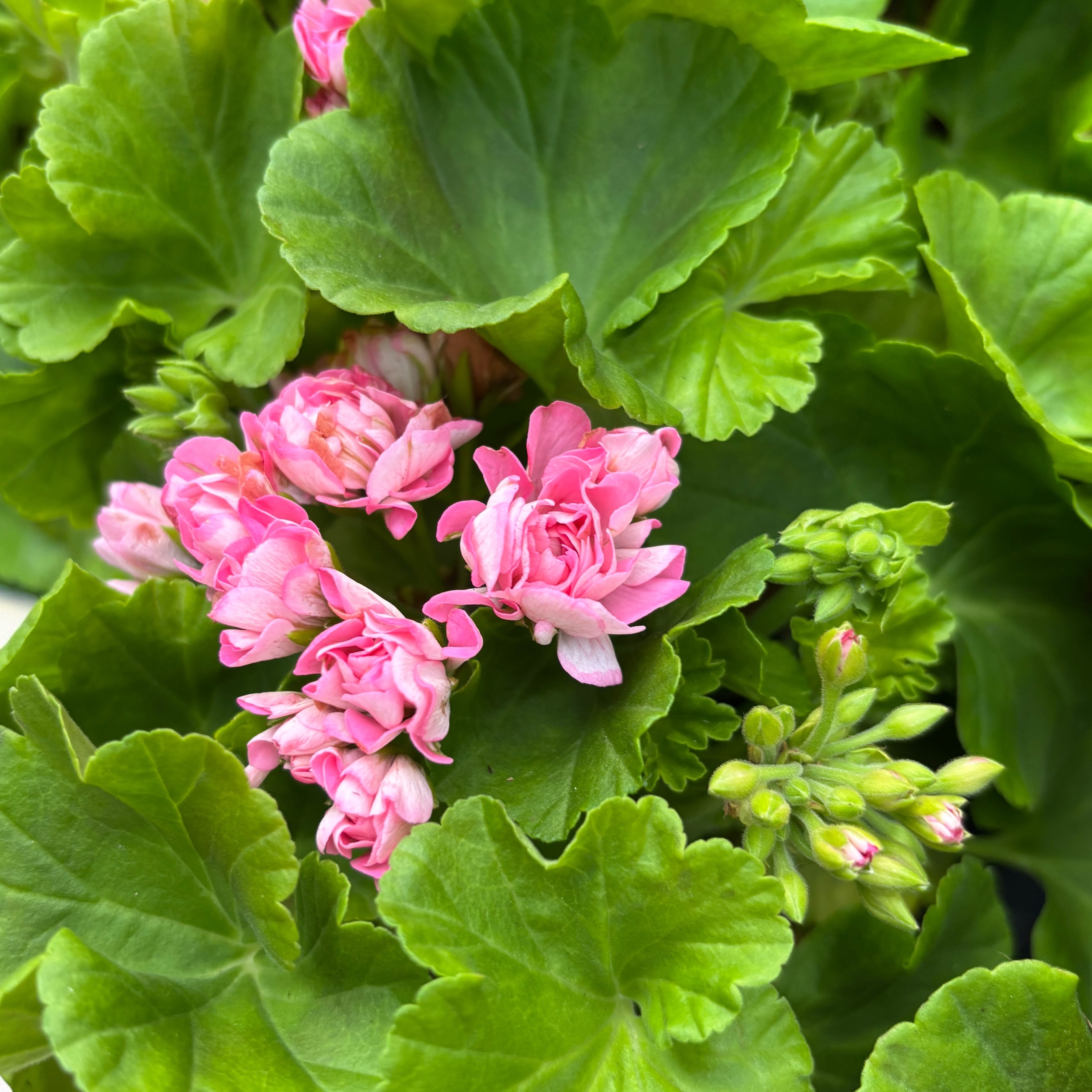 Muscata trandafir - Pelargonium Royal Rosebud 'Prinsesse Filippa'