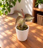 Anoectochilus roxburghii 'Gold Bar' - (Juwelorchidee) - Schmuckorchidee
