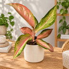 Aglaonema 'Guave Pink'
