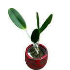 Cattleya dolosa var. alba ‘Gorgeous’ - flori parfumate