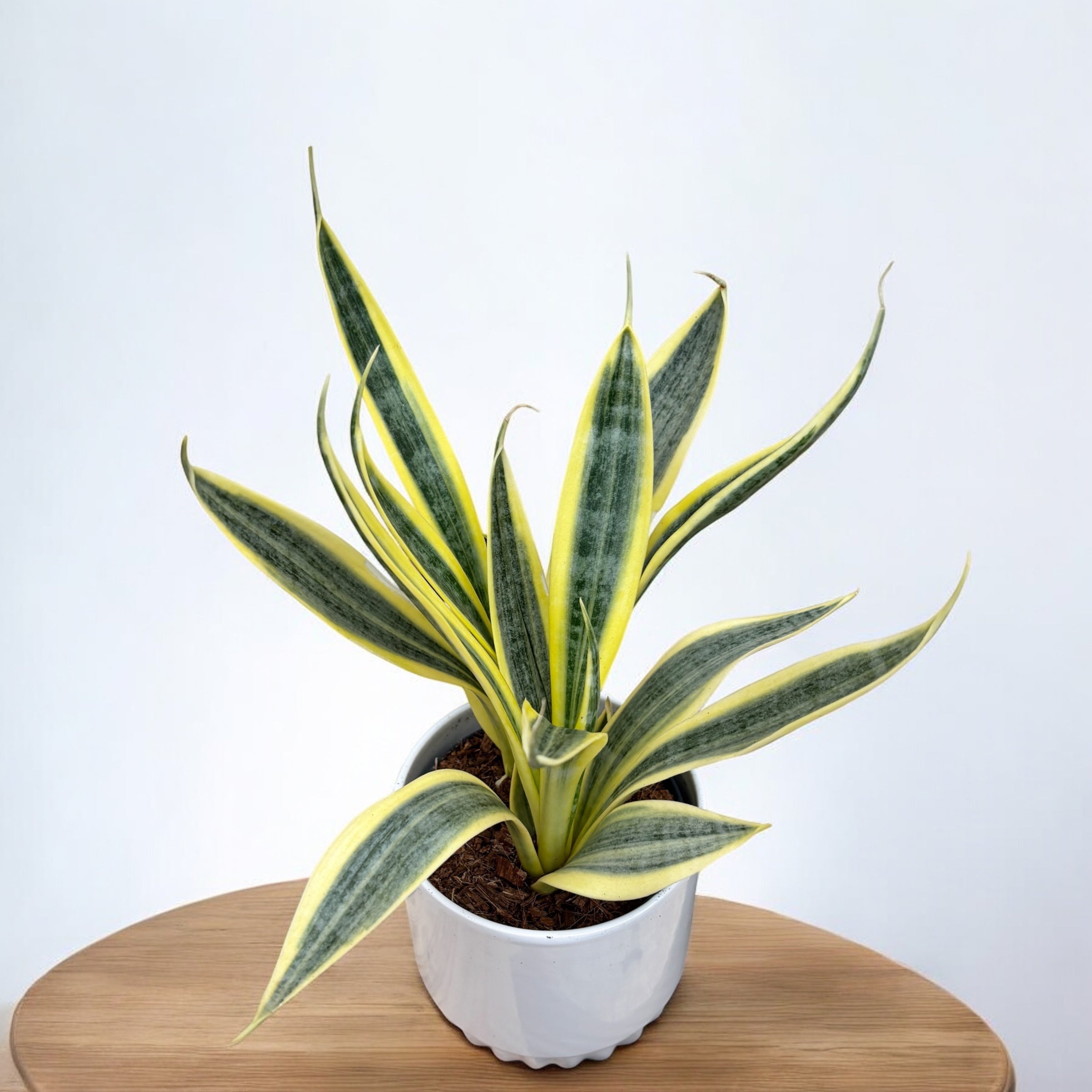 Sansevieria ‘El Dorado’