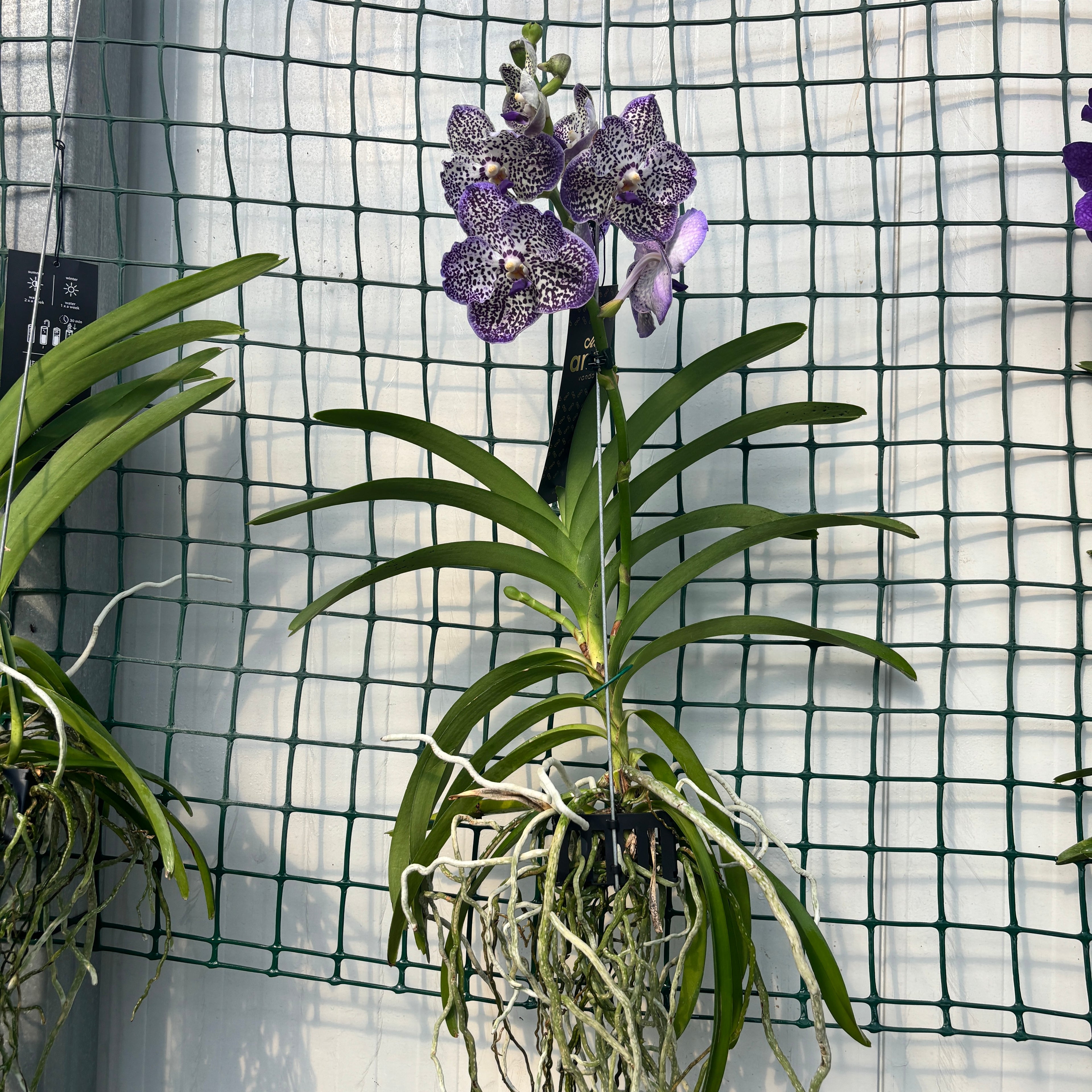 Vanda Sunanda Royal Purple (Ansu)