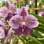 Vanda Divana Antique 'Prune mauve' (ANSU)