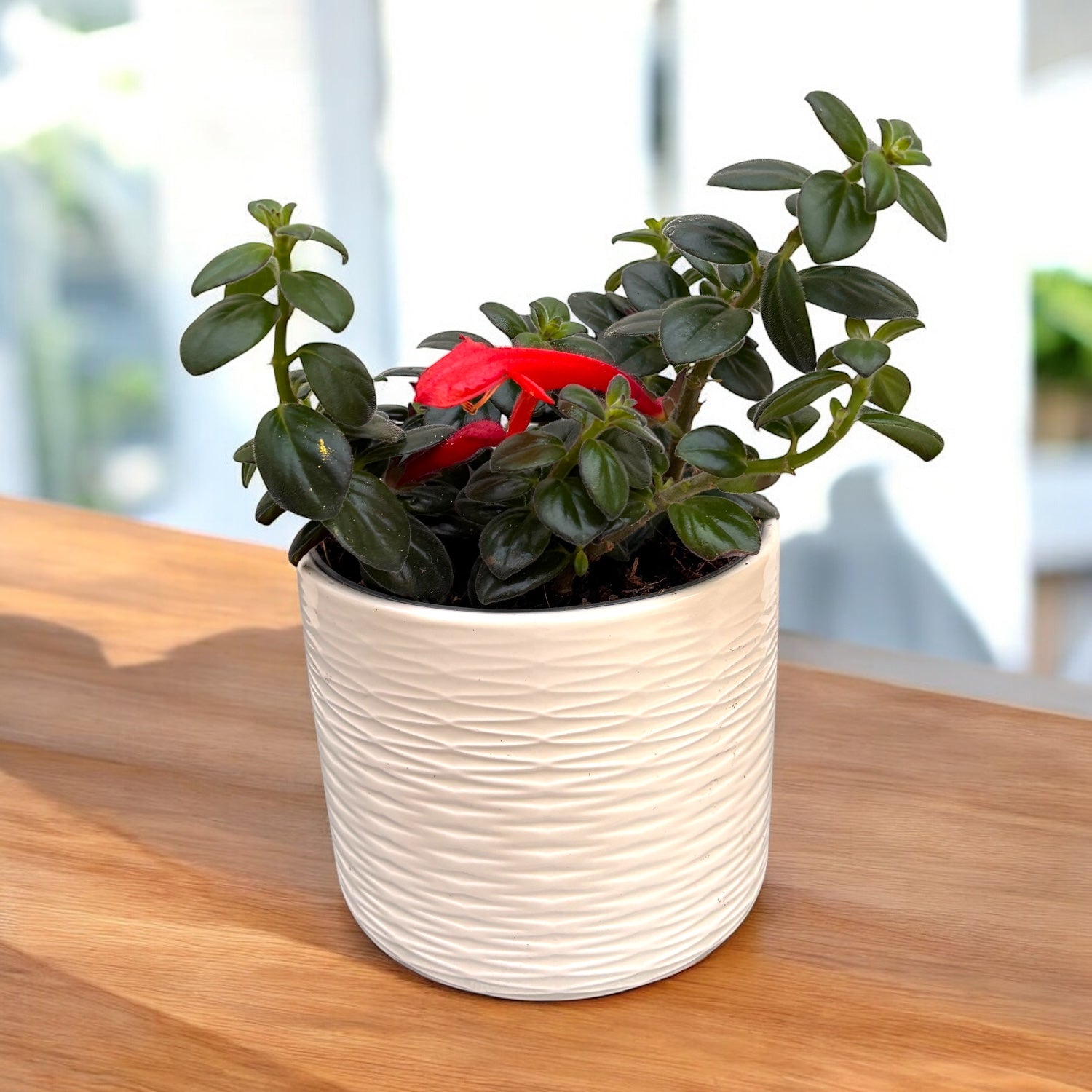 Columnea arguta - pesce rosso volante