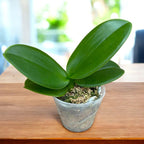 Phalaenopsis amabilis