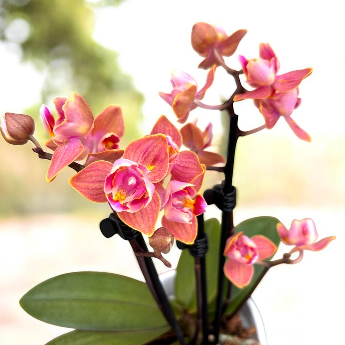 Phalaenopsis Dusty Belle - flori parfumate si pelorice