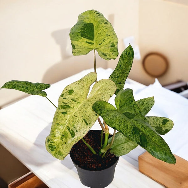 Philodendron Paraiso Verde (low variegation)