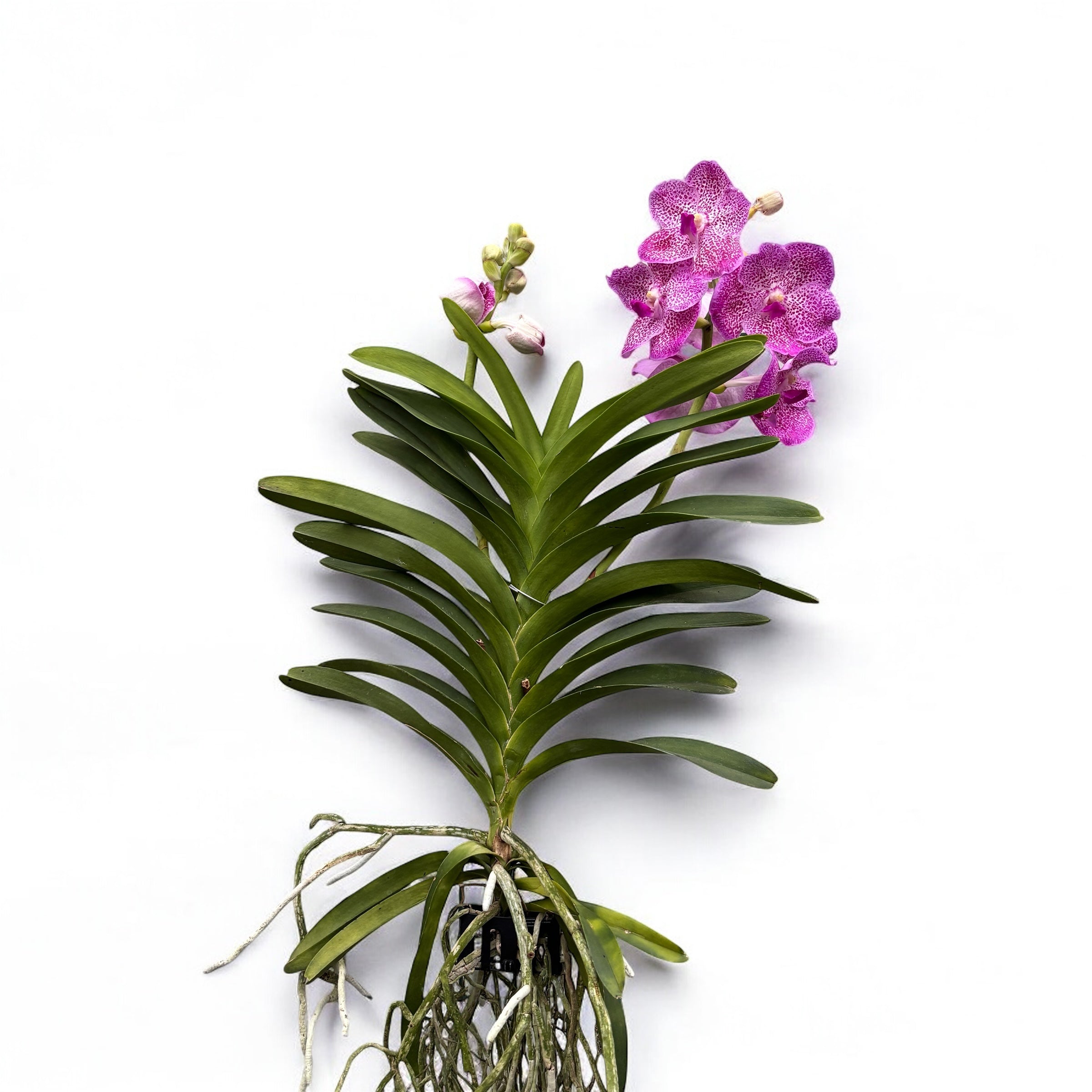 Vanda Brightonin Pink Delight (Ansu)