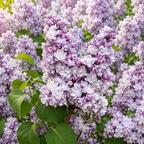 Syringa vulgaris ‘Katherine Havemeyer’ – liliac parfumat cu flori duble, roz-liliachii