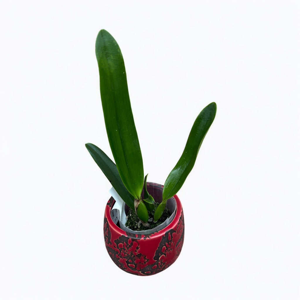 Cattleya C. G. Roebling 'Blue Indigo' duftend