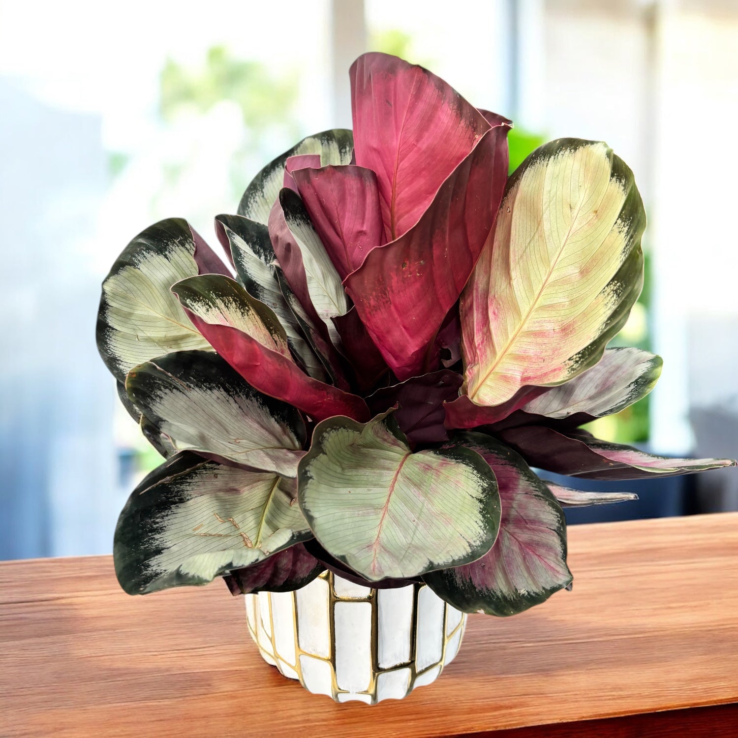 Calathea Roseopicta 'Rosy' (bushy)