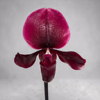 Paphiopedilum maudiae 'Black Jack'